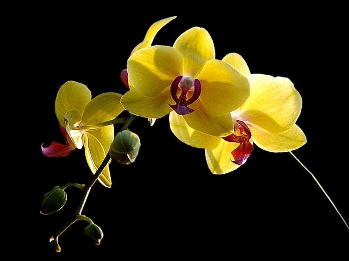 Hình ảnh hoa lan phi điệp bung nở tuyệt đẹp