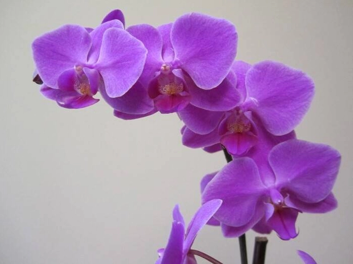 Hình ảnh hoa lan phi điệp rực rỡ khoe sắc