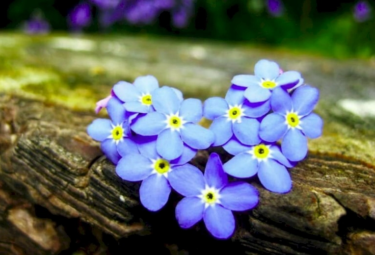 Hình ảnh hoa lưu ly tím hoa Forget me not