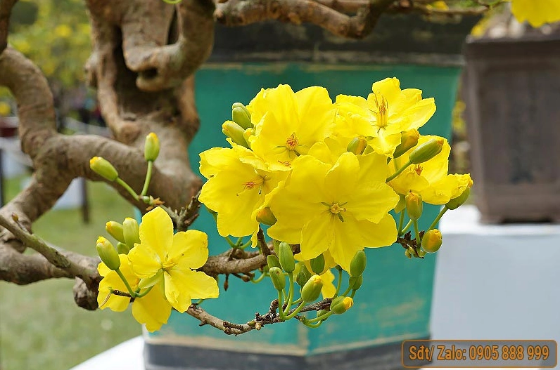 Hình ảnh hoa mai vàng đẹp nhất chào đón năm mới