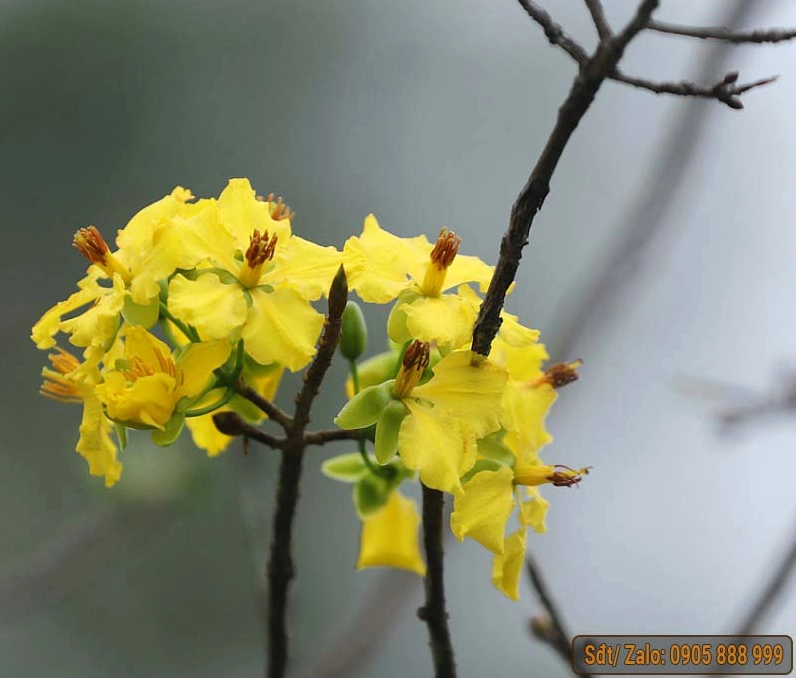 Hình ảnh hoa mai vàng đẹp nhất nở rộ mừng xuân