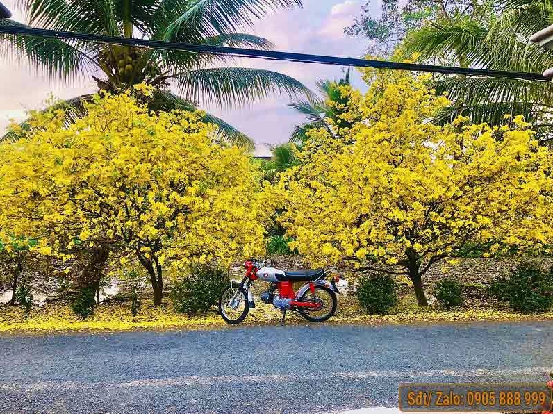 hình ảnh hoa mai vàng đẹp nhất sắc nét