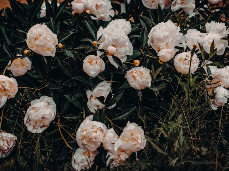 Hình ảnh hoa mẫu đơn đẹp nhất