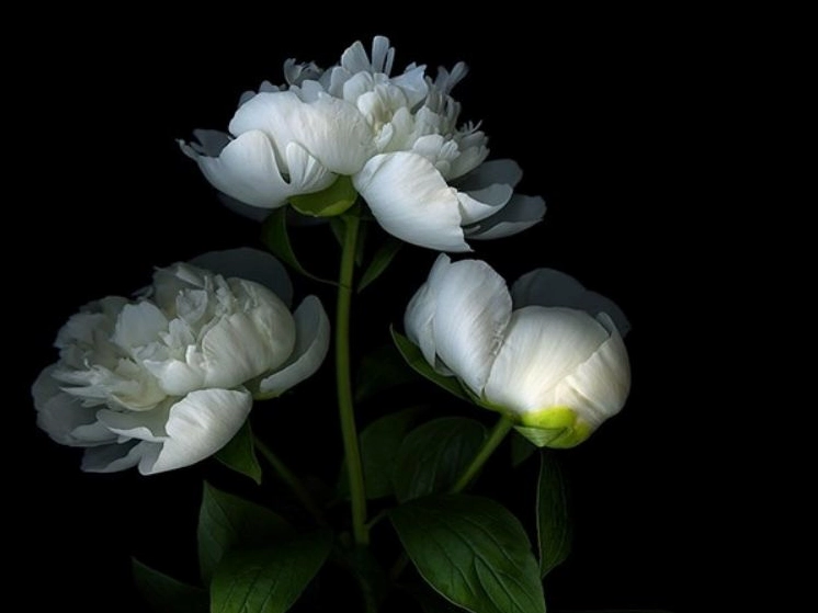 Hình ảnh hoa mẫu đơn đẹp nhất dành cho điện thoại