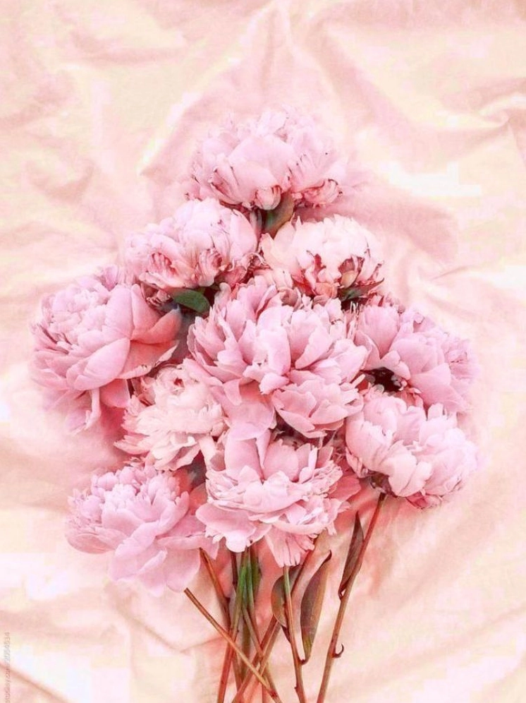 Hình ảnh hoa mẫu đơn đẹp rạng rỡ