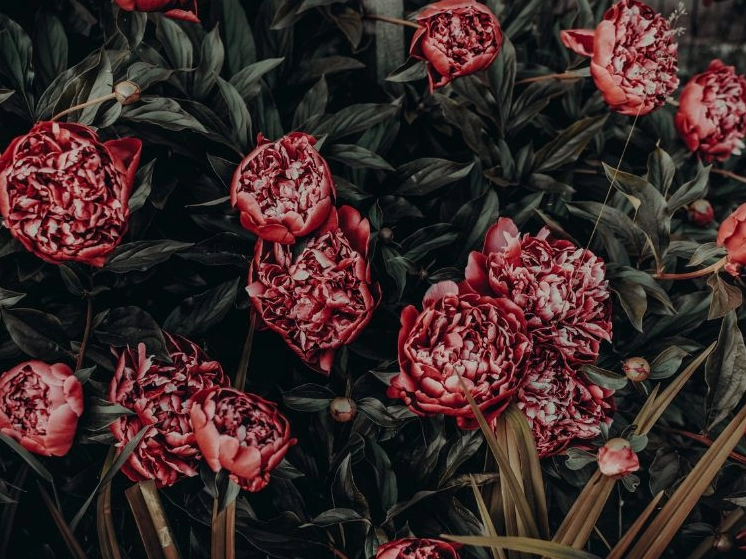 Hình ảnh hoa mẫu đơn đẹp tinh khôi