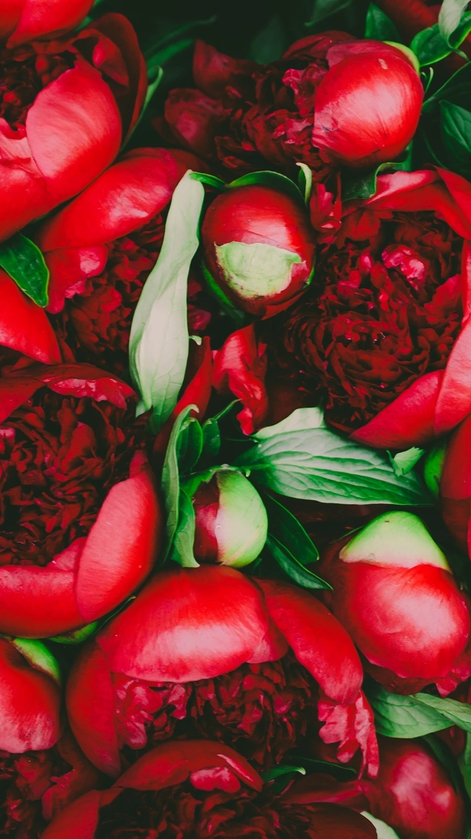 Hình ảnh hoa mẫu đơn nhẹ nhàng lãng mạn