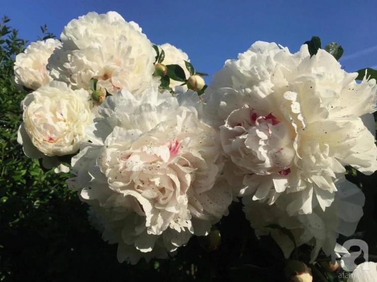 Hình ảnh hoa mẫu đơn thu hút mọi ánh nhìn