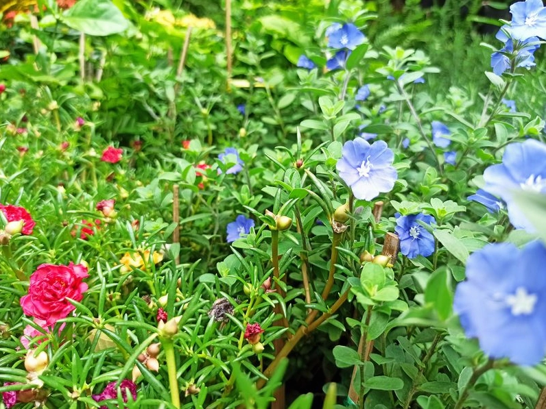 Hình Ảnh Hoa Mười Giờ Màu Tím