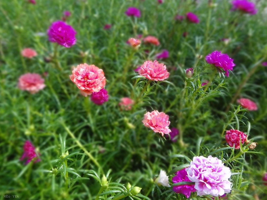 Hình ảnh hoa mười giờ nhiều màu sắc