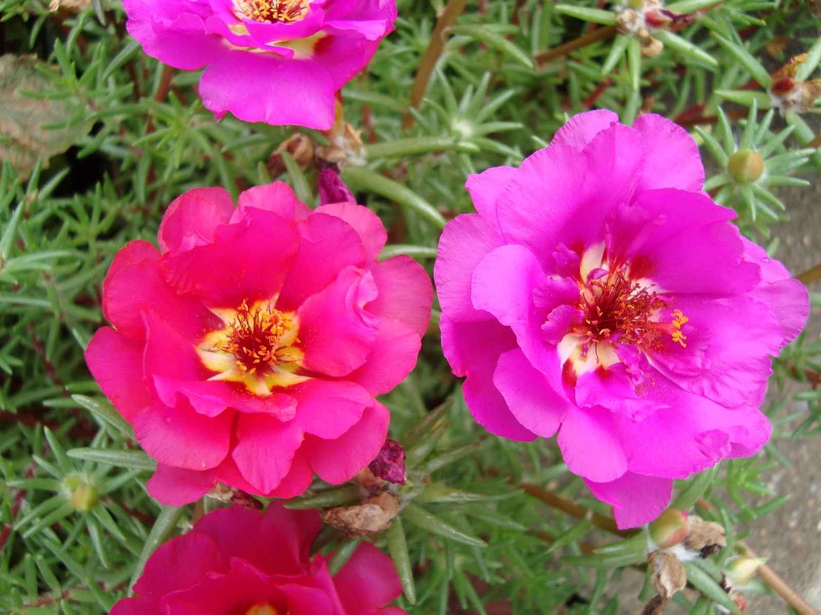 Hình ảnh hoa mười giờ thật đẹp