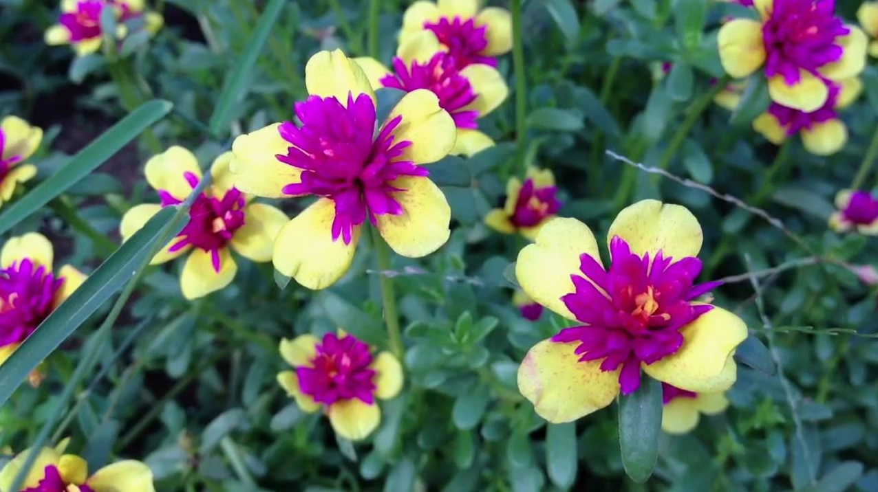 Hình ảnh hoa mười giờ vàng và hồng đậm