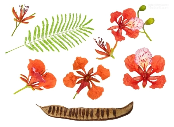 Hình ảnh hoa phượng vector thiết kế đẹp mắt