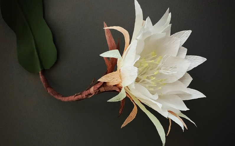 Hình ảnh hoa quỳnh rực rỡ trong đời sống