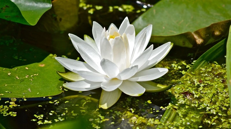 Hình ảnh hoa súng nở rộ vô cùng bắt mắt