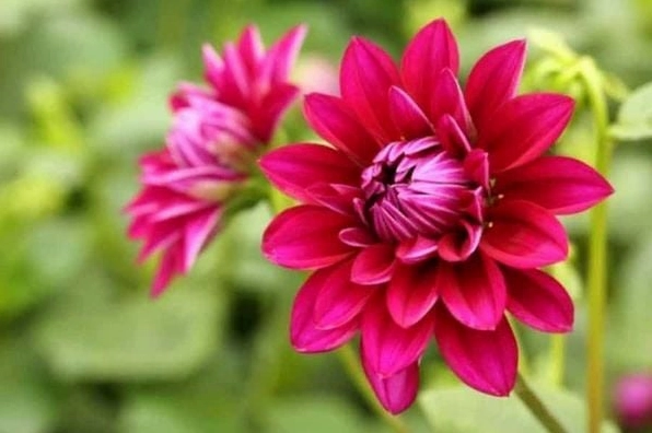 Hình ảnh hoa thược dược búp vươn mình đón nắng sớm mai