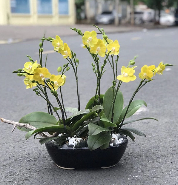 Hình ảnh lan hồ điệp mini đẹp