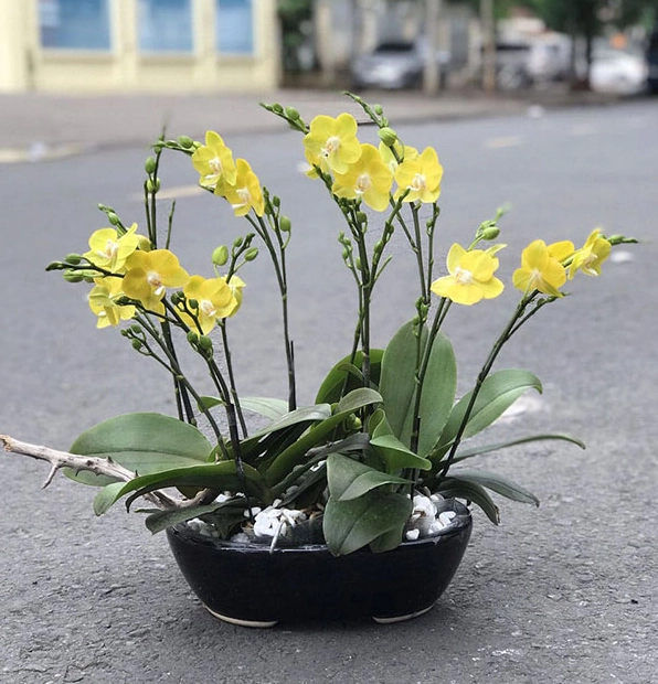 Hình ảnh lan hồ điệp mini đẹp