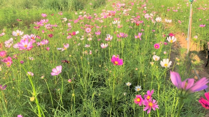 Hình ảnh lưu ý khi trồng và chăm sóc hoa sao nhái được ghi lại sắc nét