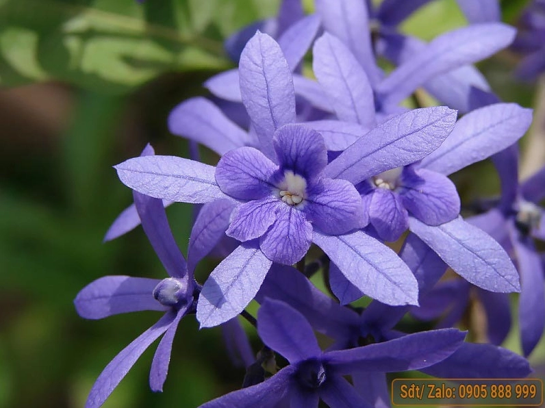 Hình ảnh mai vàng bonsai đẹp tỉ mỉ tới từng đường nét