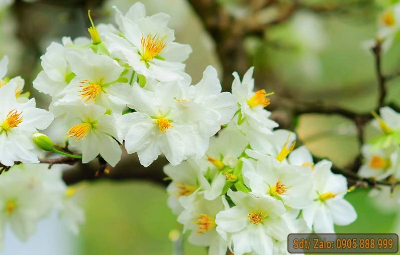 Hình ảnh mai vàng bonsai đẹp với gốc cổ thụ bám rễ vững chãi