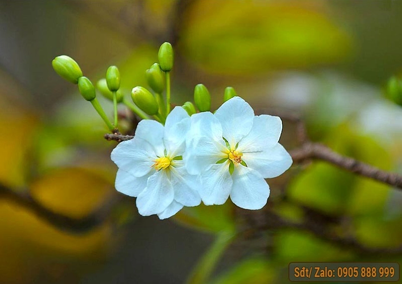 Hình ảnh mai vàng đẹp nhất Việt Nam với những đóa hoa rực rỡ