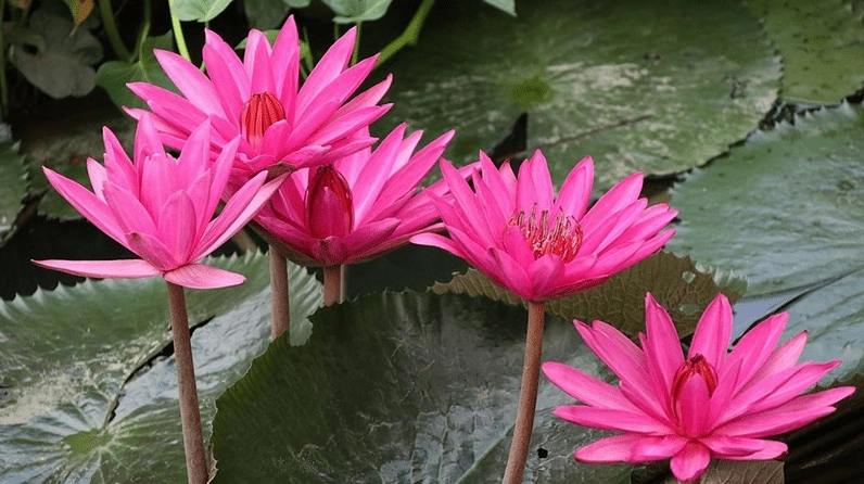 Hình ảnh mang đậm ý nghĩa hoa súng