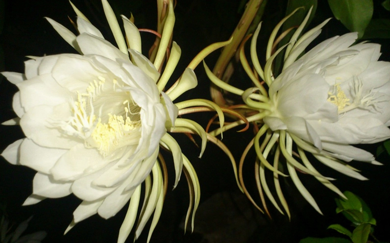 Hình ảnh nhân giống cành hoa quỳnh