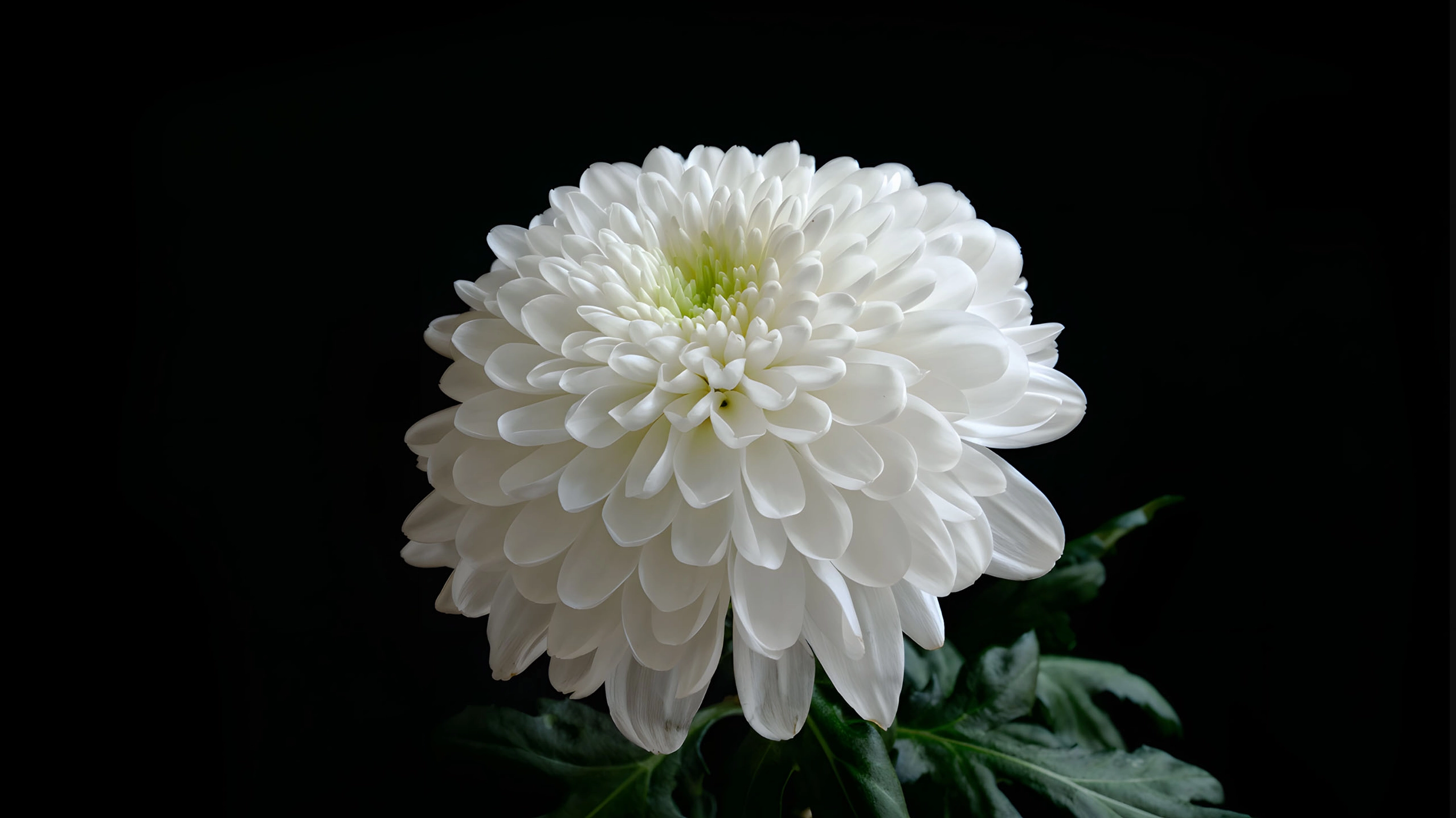 Hình bông cúc trắng nền đen buồn chất lượng 2K