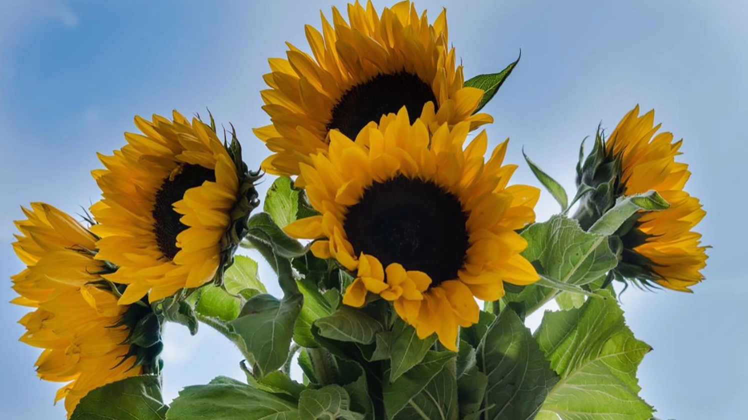 Hình nền 5 bông hoa hướng dương