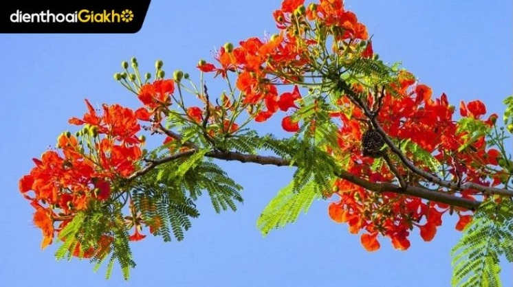 Hình nền ảnh hoa phượng đỏ rực dưới nắng hè