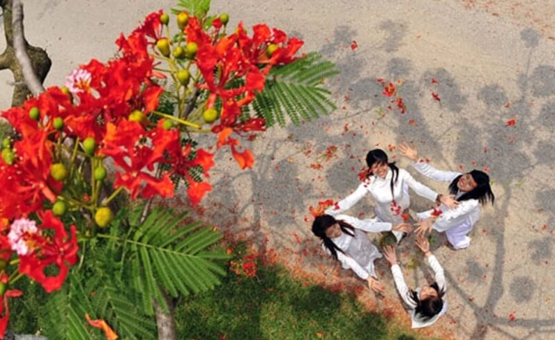 Hình nền ảnh hoa phượng đỏ rực rỡ tươi sáng