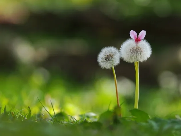 Hình nền Bồ công anh đẹp 2K