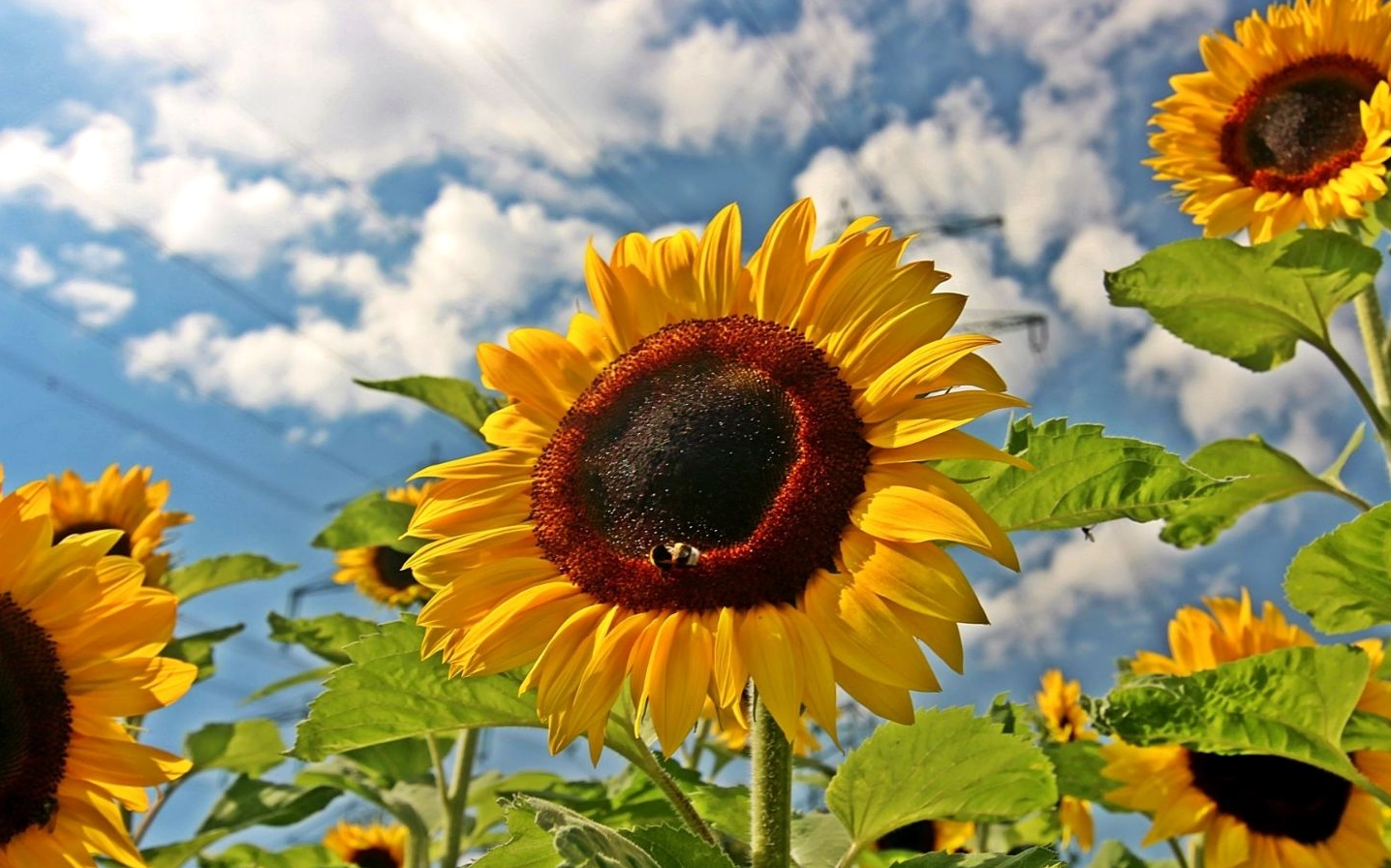 Hình nền bó hoa hướng dương vươn lên đón nắng hè rực rỡ