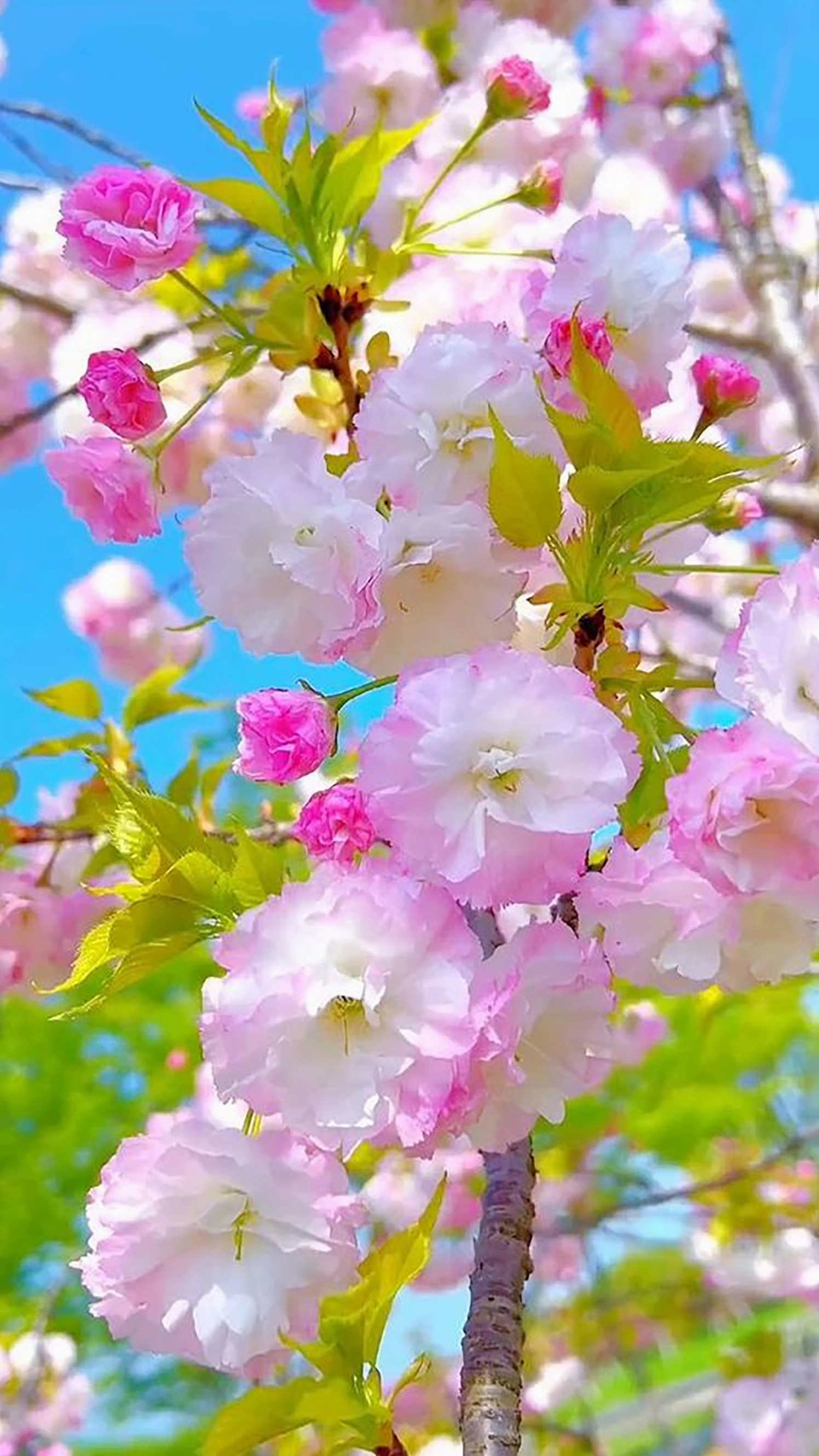 Hình nền bó hoa mẫu đơn nở rộ tuyệt đẹp