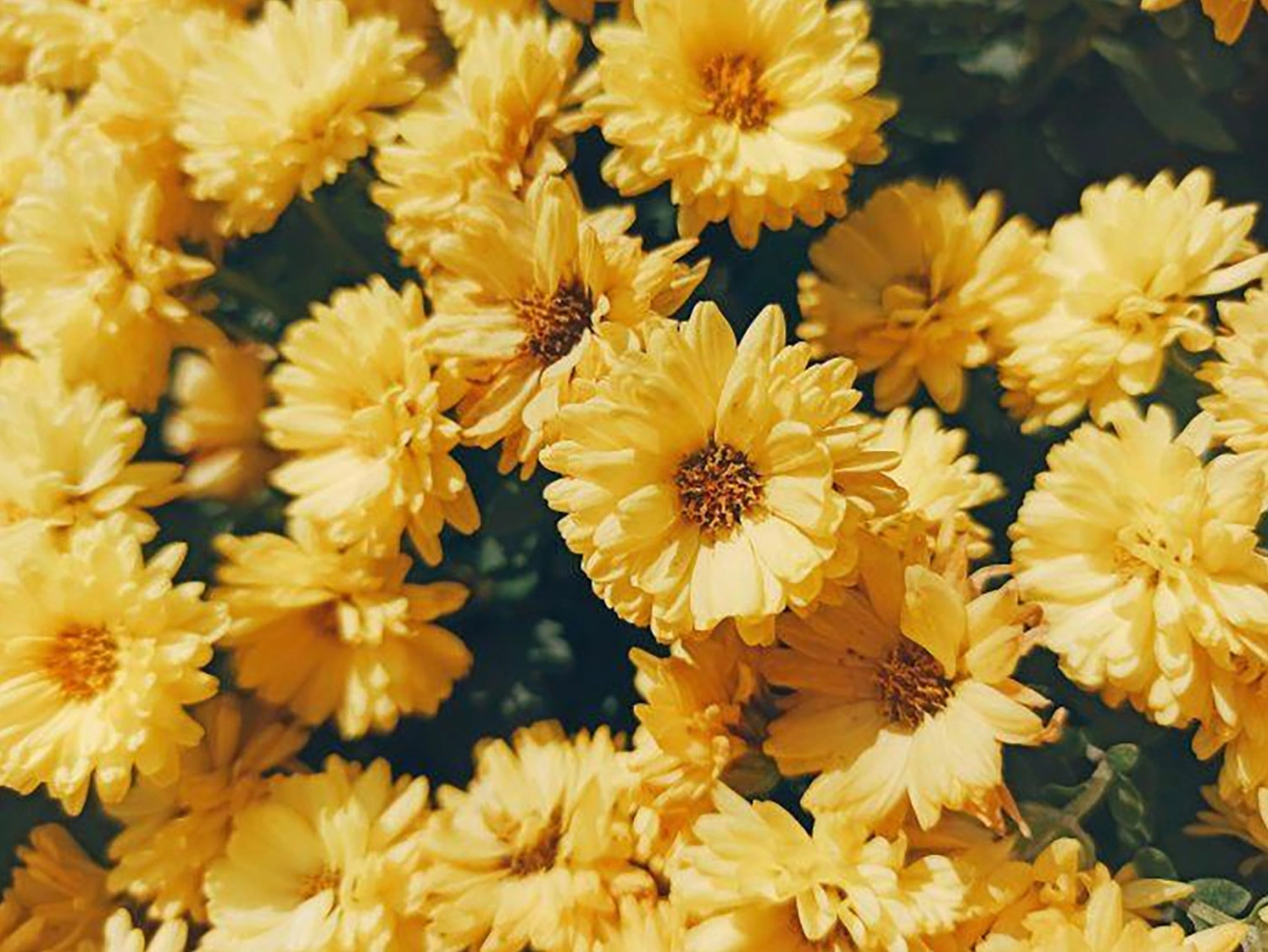 Hình nền bông cúc trắng 4K cho máy tính