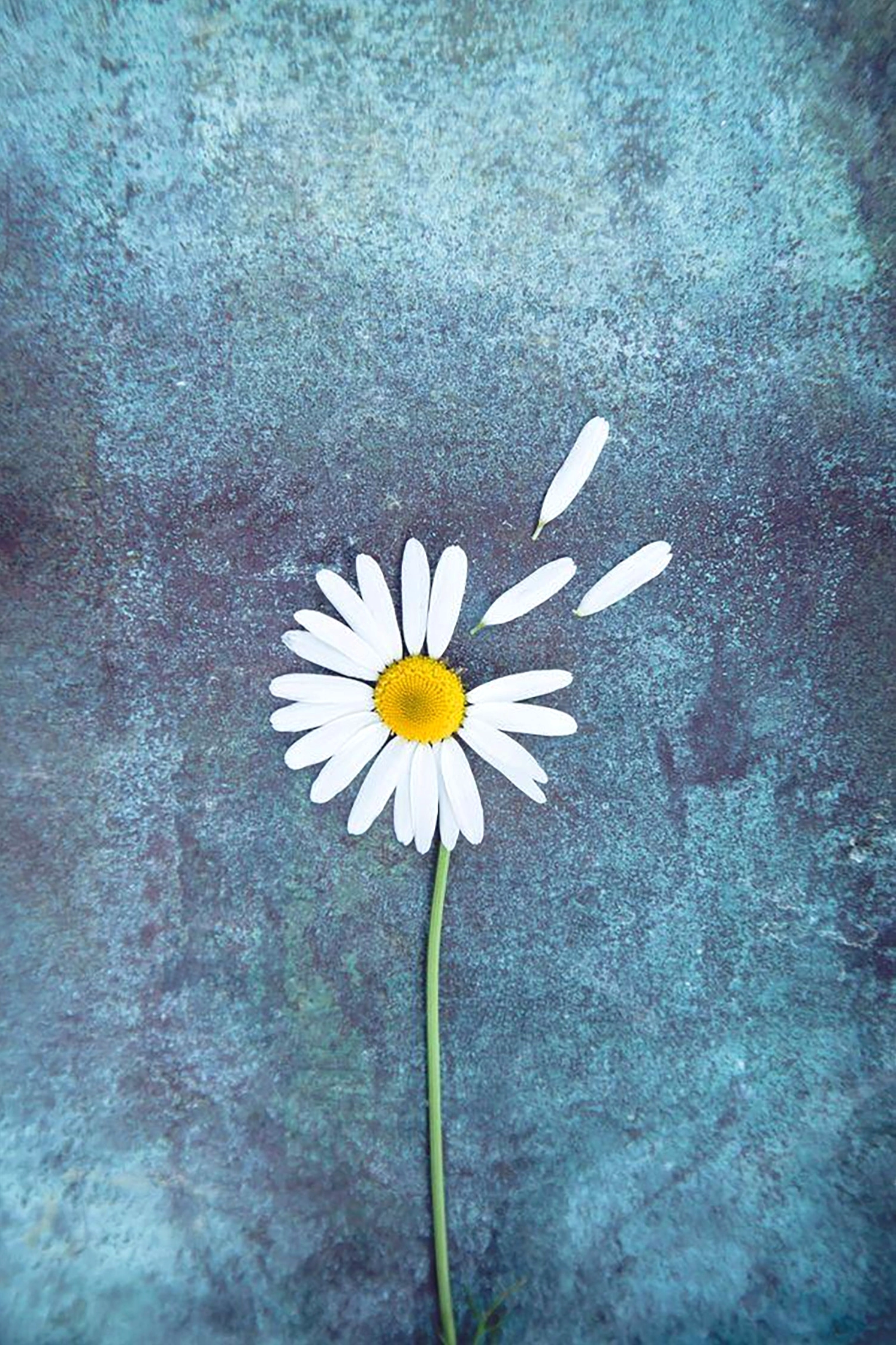 Hình nền bông cúc trắng độc đáo