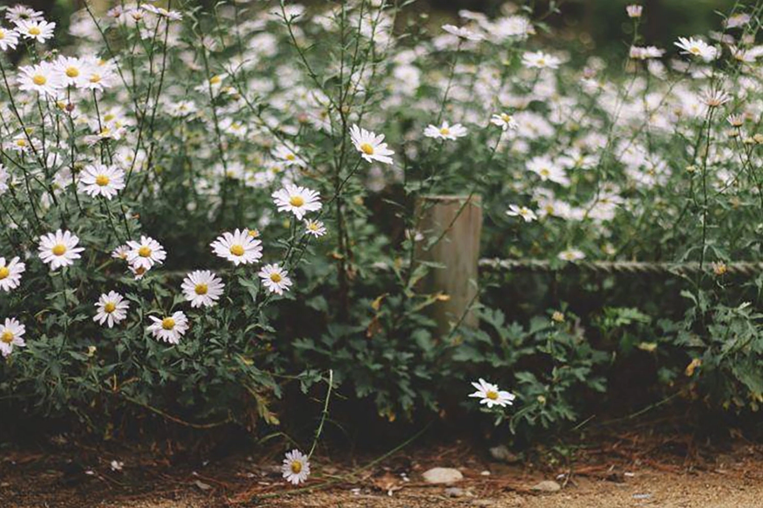 Hình nền bông cúc trắng tuyệt đẹp cho PC