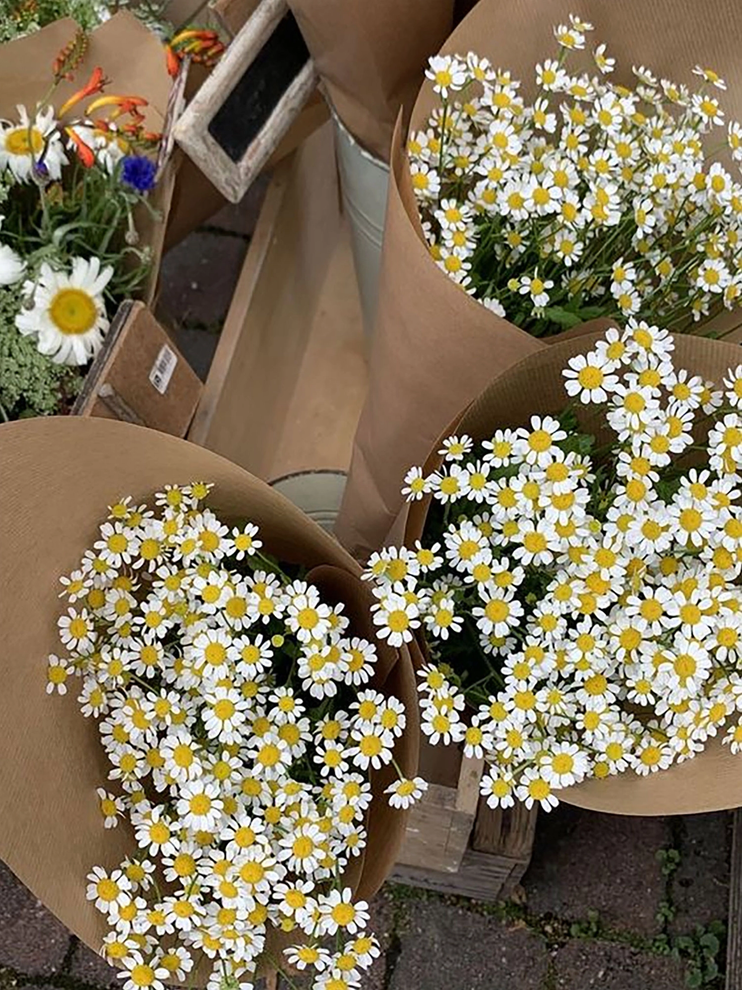 hình nền bông hoa cúc cho điện thoại siêu đẹp mắt