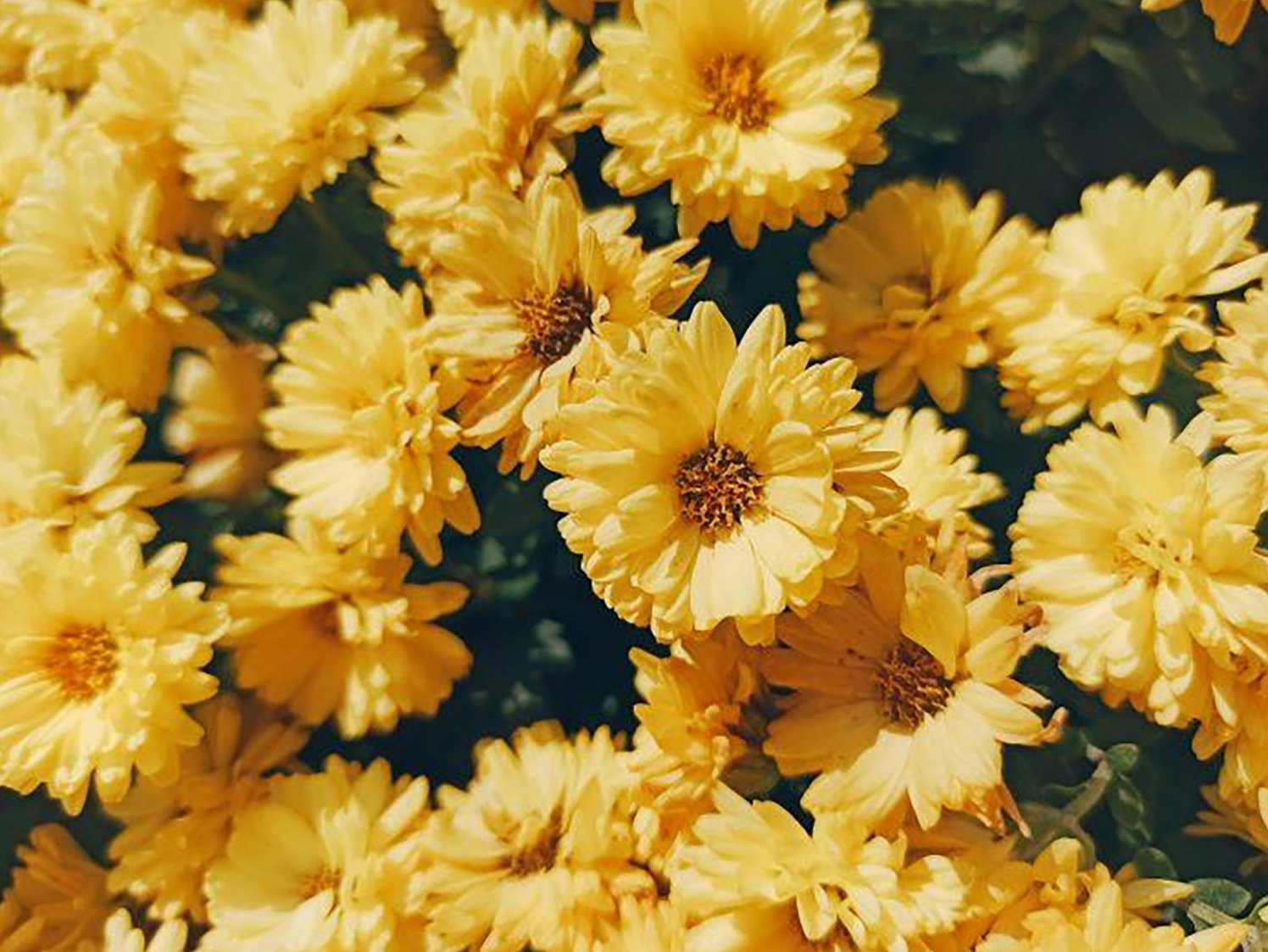 hình nền bông hoa cúc cho máy tính 4K