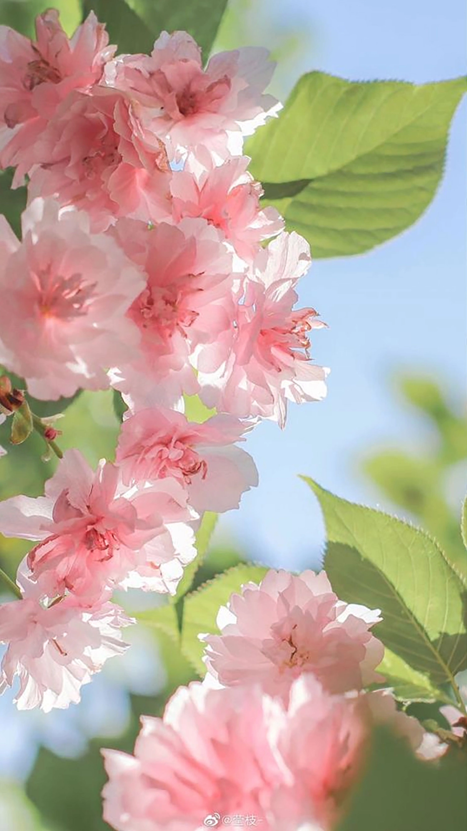 Hình nền bông hoa mẫu đơn bung nở khoe sắc thắm rực rỡ