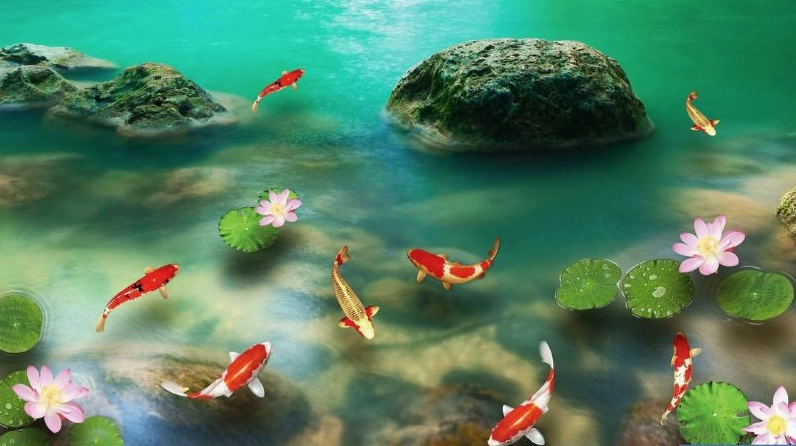 Hình nền cá chép hoa sen lấp lánh