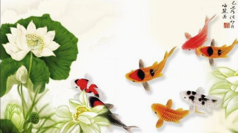 Hình nền cá chép hoa sen rạng rỡ