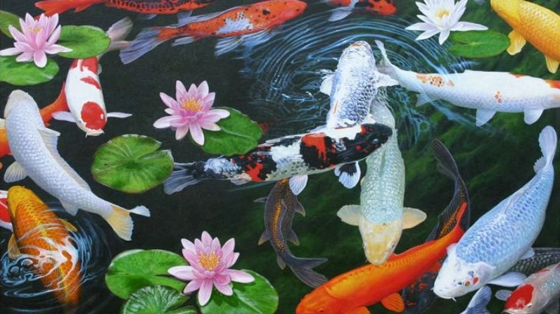Hình nền cá chép hoa sen tuyệt đẹp