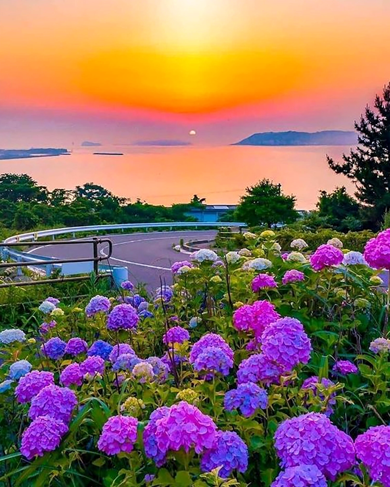 Hình nền cẩm tú cầu bung nở rực rỡ