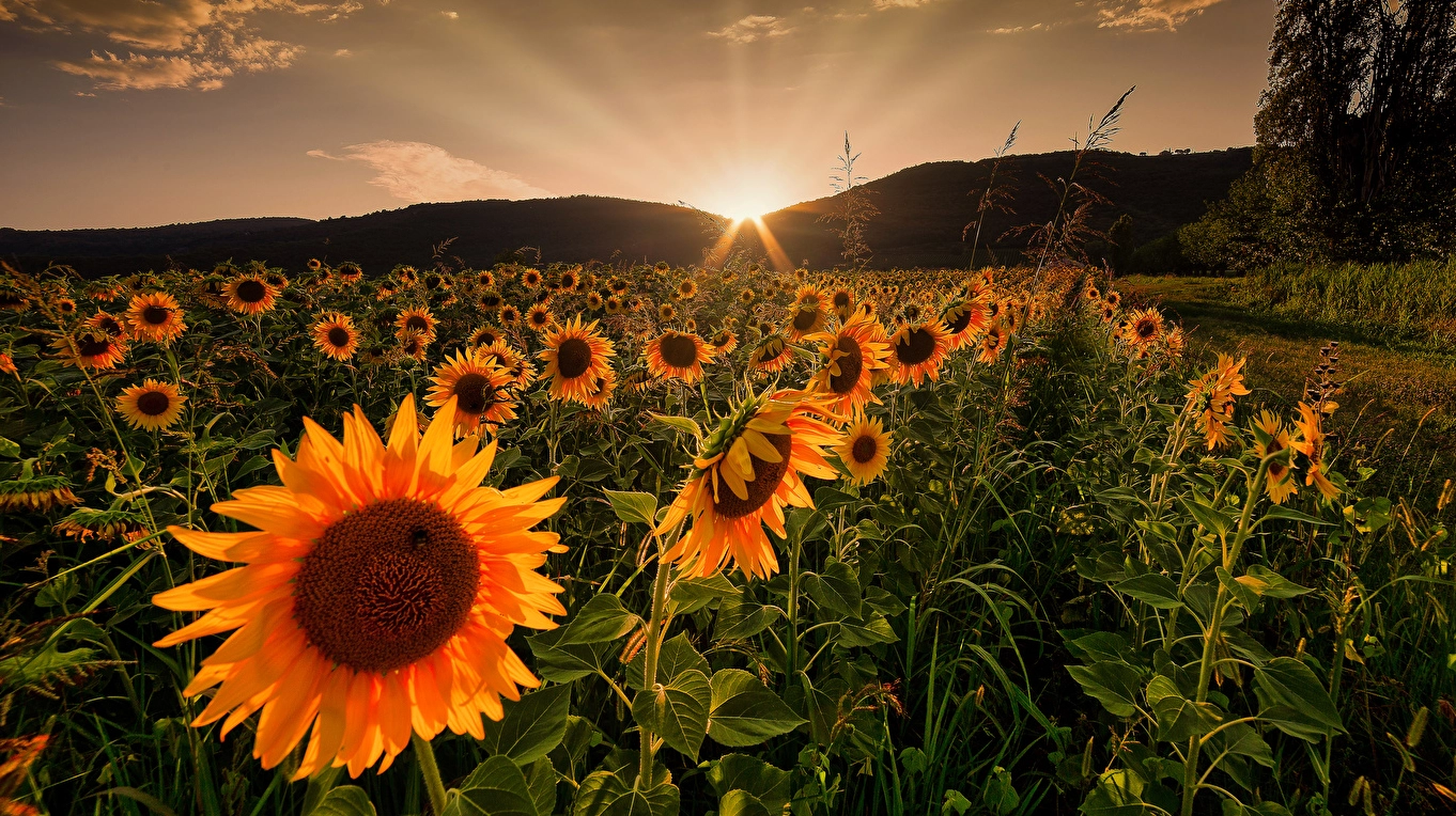 Hình nền cánh đồng hoa hướng dương