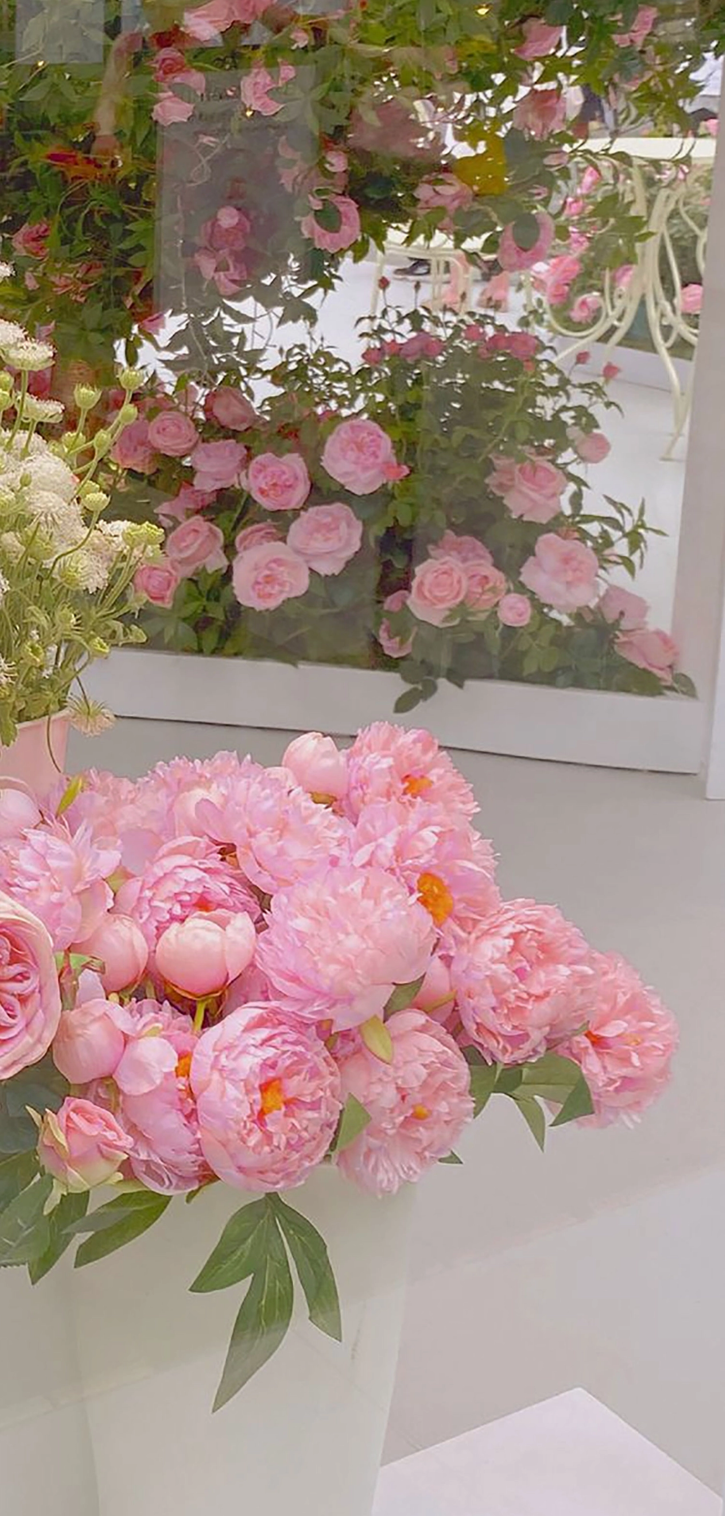 Hình nền cành hoa mẫu đơn