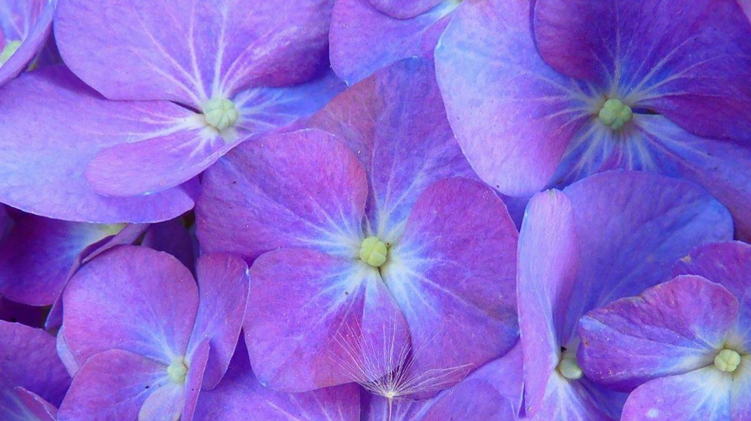 Hình nền cánh hoa tím nhẹ nhàng nở rộ trong sương sớm