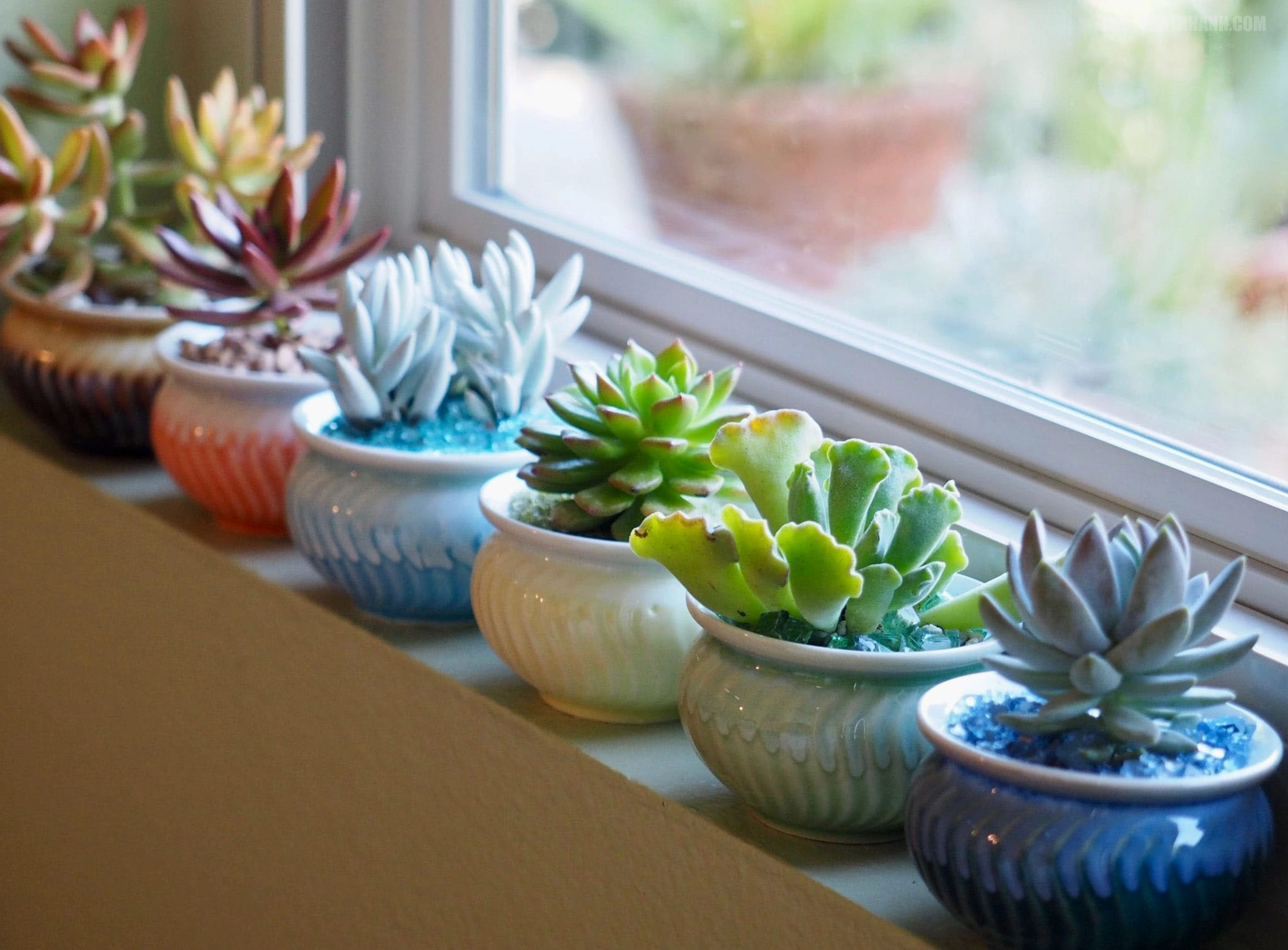 Hình nền cây sen đá bên khung cửa