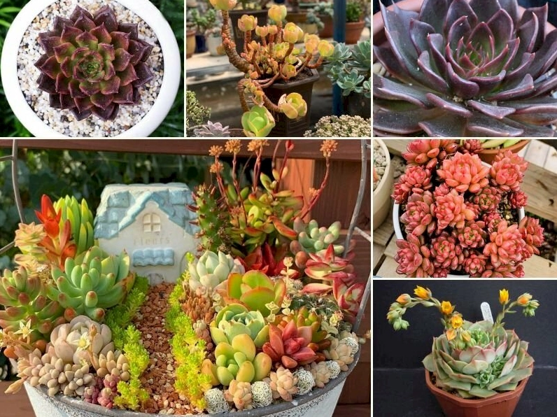 Hình nền cây sen đá đẹp nhất